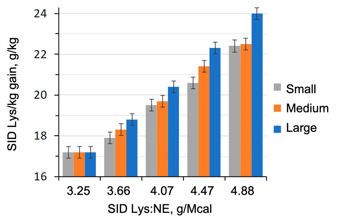 <p>Figure&nbsp;1. Effect of dietary lysine to energy ratio in finishing pigs (28-63 kg LW) sorted by starting&nbsp;weight. (Aymerich et al., 2020).</p>
